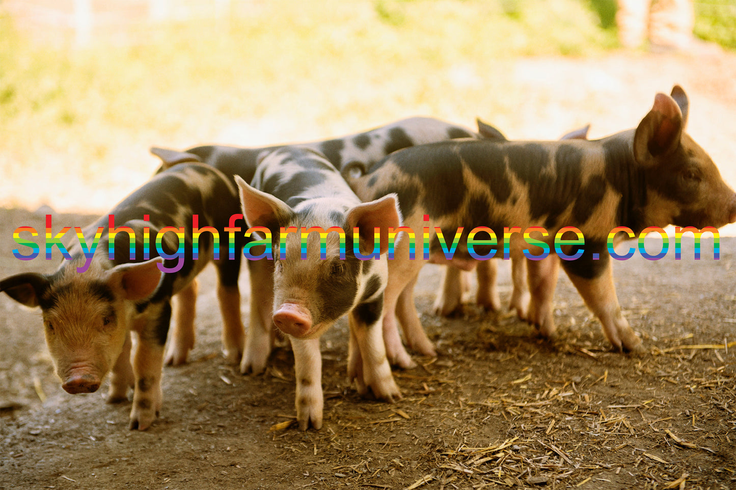 PIGS FARM TSHIRT