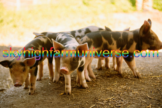 PIGS FARM TSHIRT
