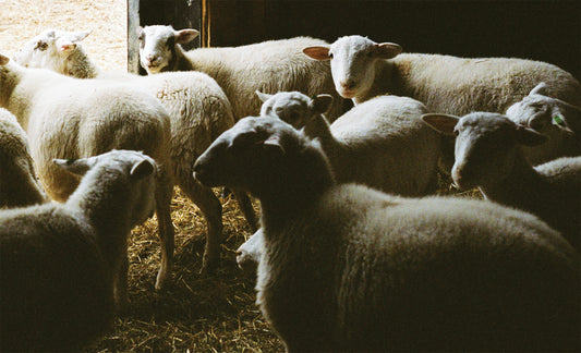 SHEEP TSHIRT